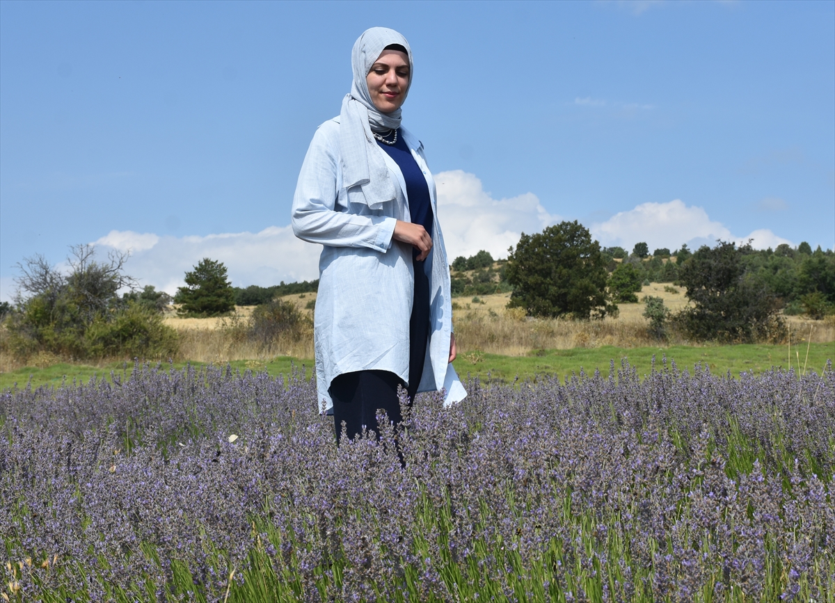 Gümüşhane'de 1450 rakımda lavanta