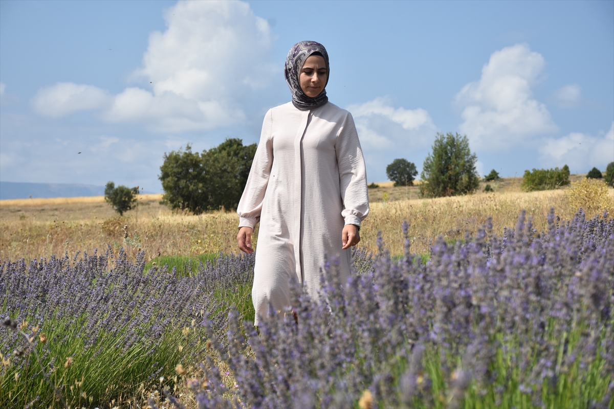 Gümüşhane'de 1450 rakımda lavanta