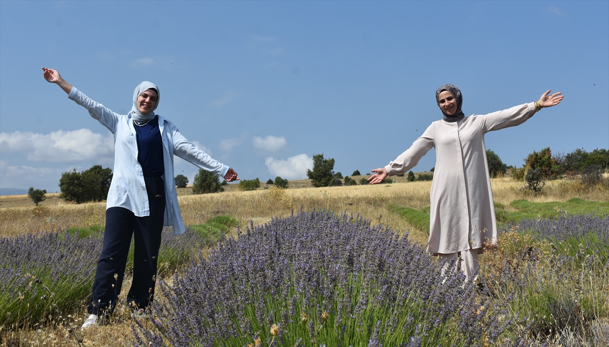 Gümüşhane'de 1450 rakımda lavanta