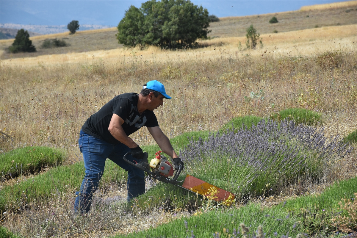 Gümüşhane'de 1450 rakımda lavanta