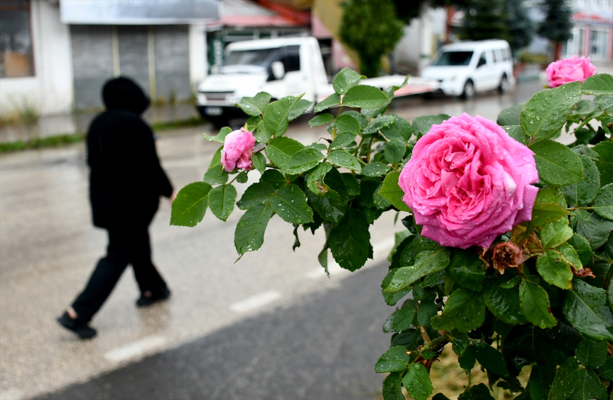 Kars'ta şiddetli dolu ve sağanak: Tarım arazileri zarar gördü