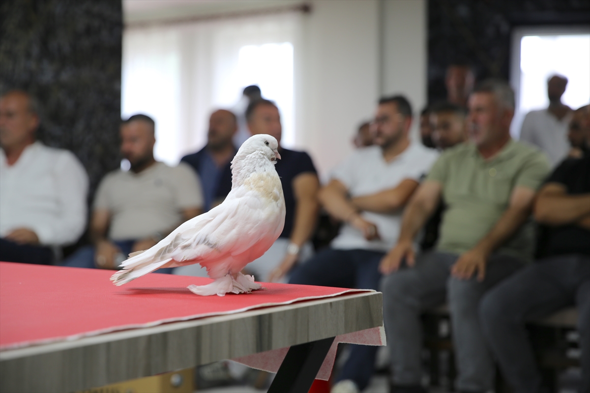Değeri 5 milyon liraya ulaşan şebap güvercinler Erzurum'da sergilendi