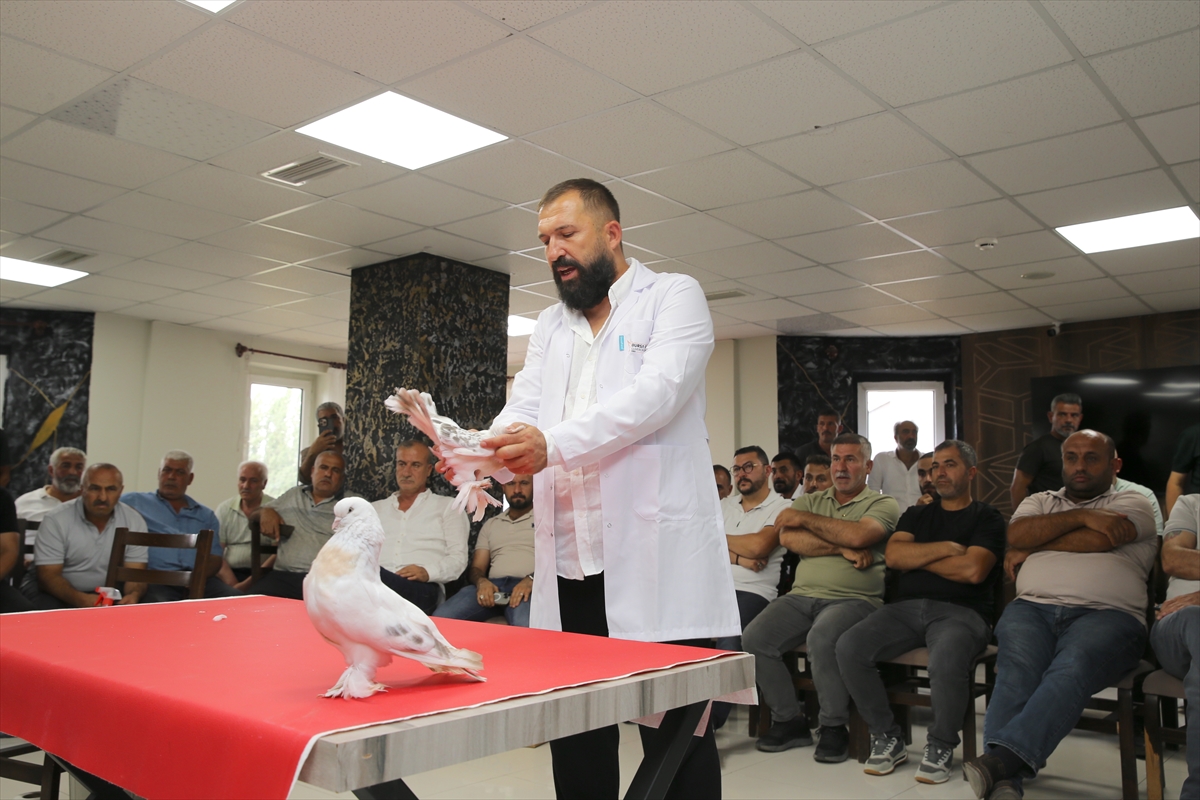 Değeri 5 milyon liraya ulaşan şebap güvercinler Erzurum'da sergilendi