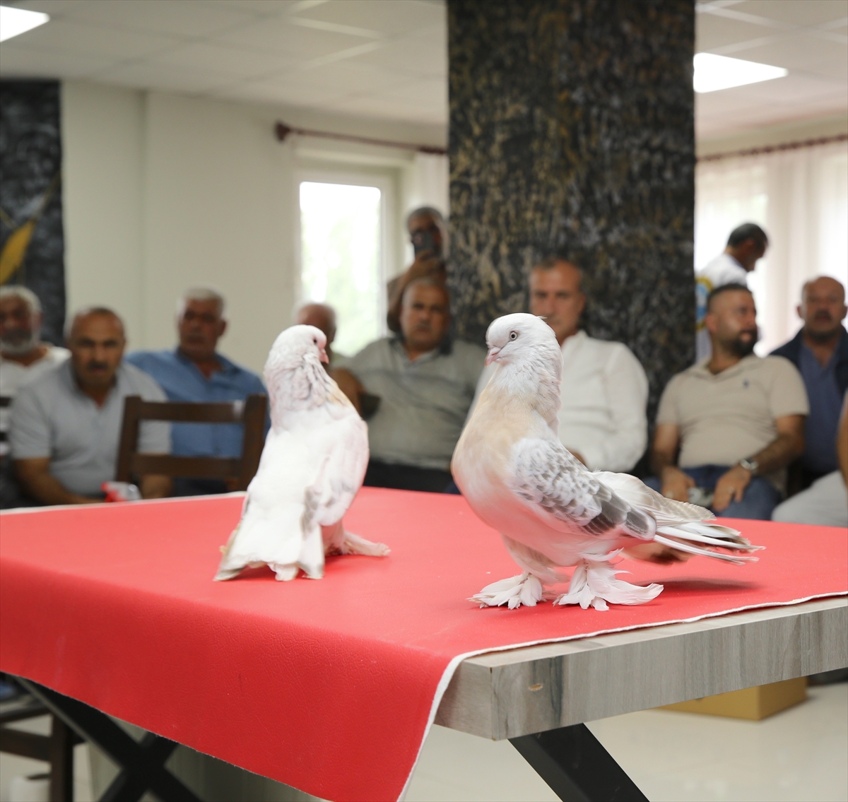 Değeri 5 milyon liraya ulaşan şebap güvercinler Erzurum'da sergilendi