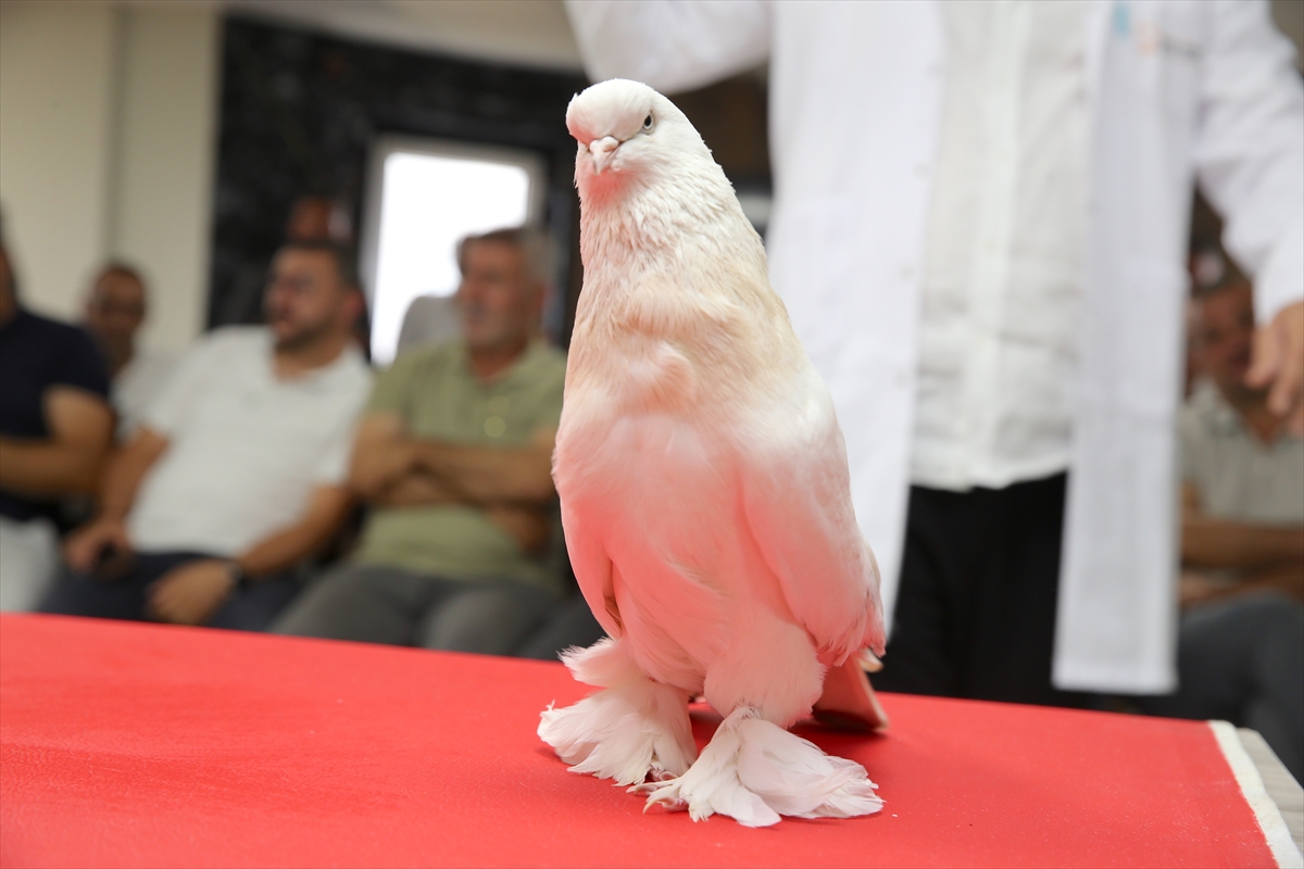 Değeri 5 milyon liraya ulaşan şebap güvercinler Erzurum'da sergilendi