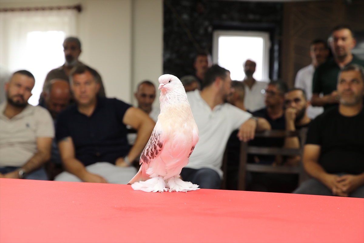 Değeri 5 milyon liraya ulaşan şebap güvercinler Erzurum'da sergilendi