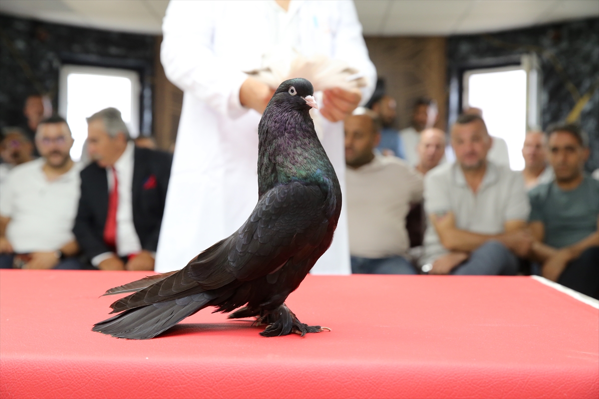 Değeri 5 milyon liraya ulaşan şebap güvercinler Erzurum'da sergilendi