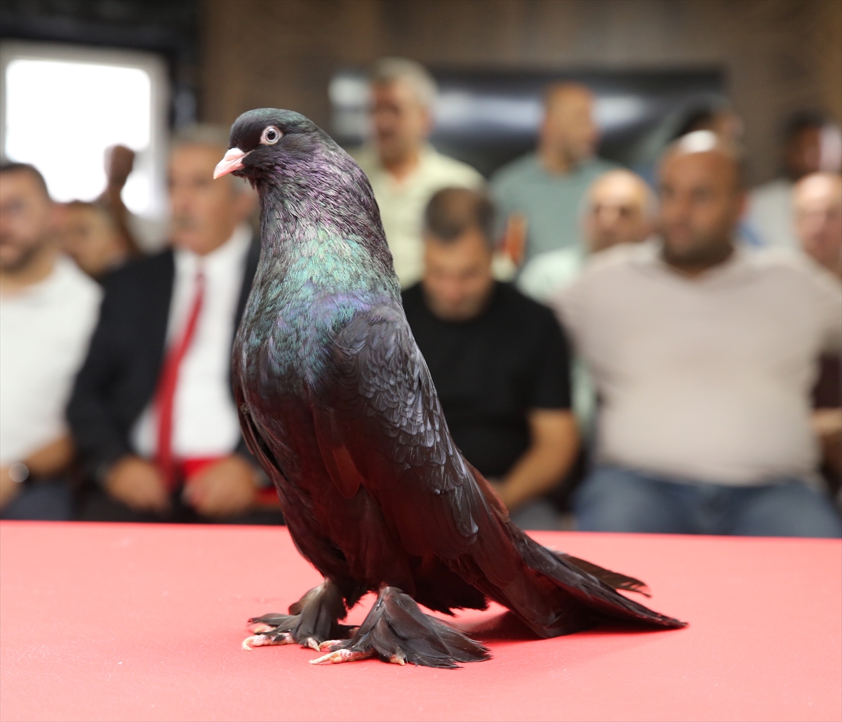 Değeri 5 milyon liraya ulaşan şebap güvercinler Erzurum'da sergilendi