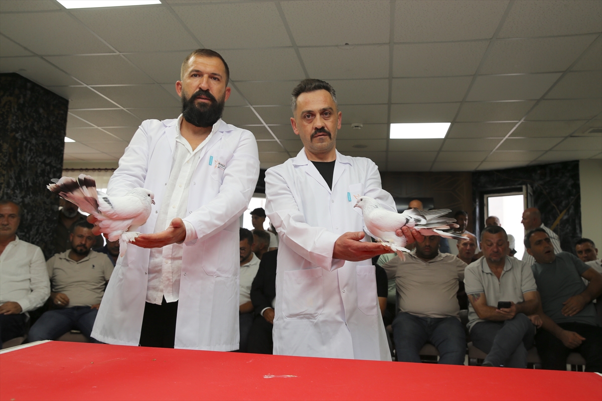 Değeri 5 milyon liraya ulaşan şebap güvercinler Erzurum'da sergilendi