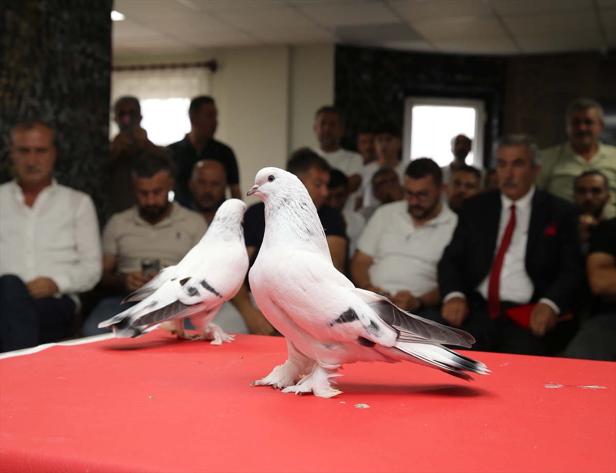Değeri 5 milyon liraya ulaşan şebap güvercinler Erzurum'da sergilendi
