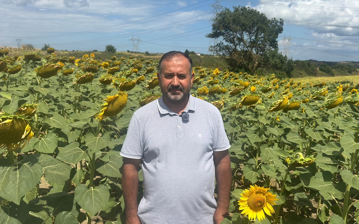 Ayçiçeği rekoltesi %25 artacak