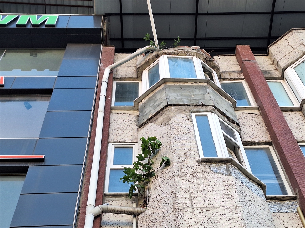 Zonguldak'ta binanın duvarında incir ağacı görenleri şaşırttı