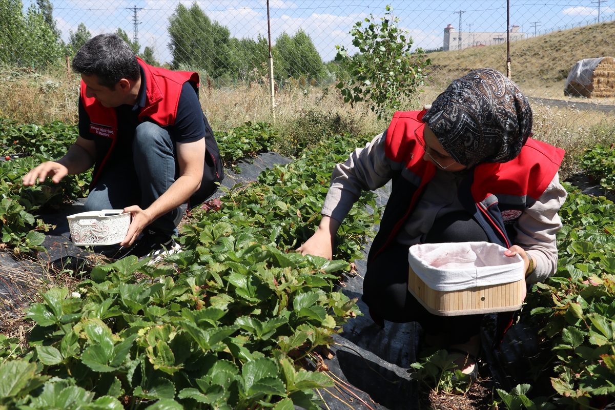 Ağrı'da çilek hasadı başladı: 150 ton rekolte bekleniyor