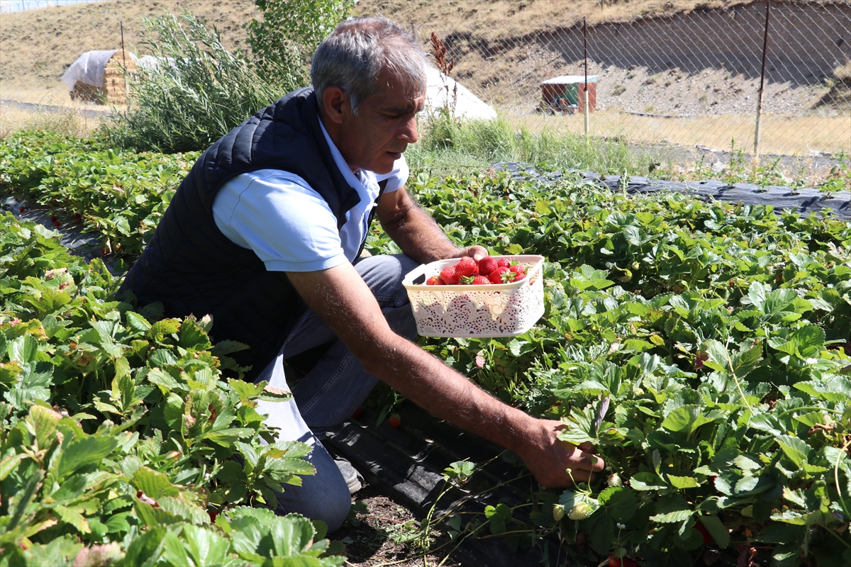 Ağrı'da çilek hasadı başladı: 150 ton rekolte bekleniyor