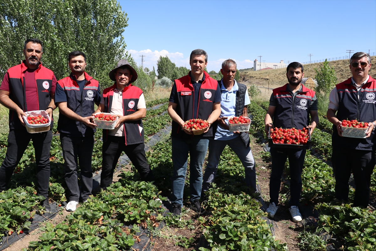Ağrı'da çilek hasadı başladı: 150 ton rekolte bekleniyor