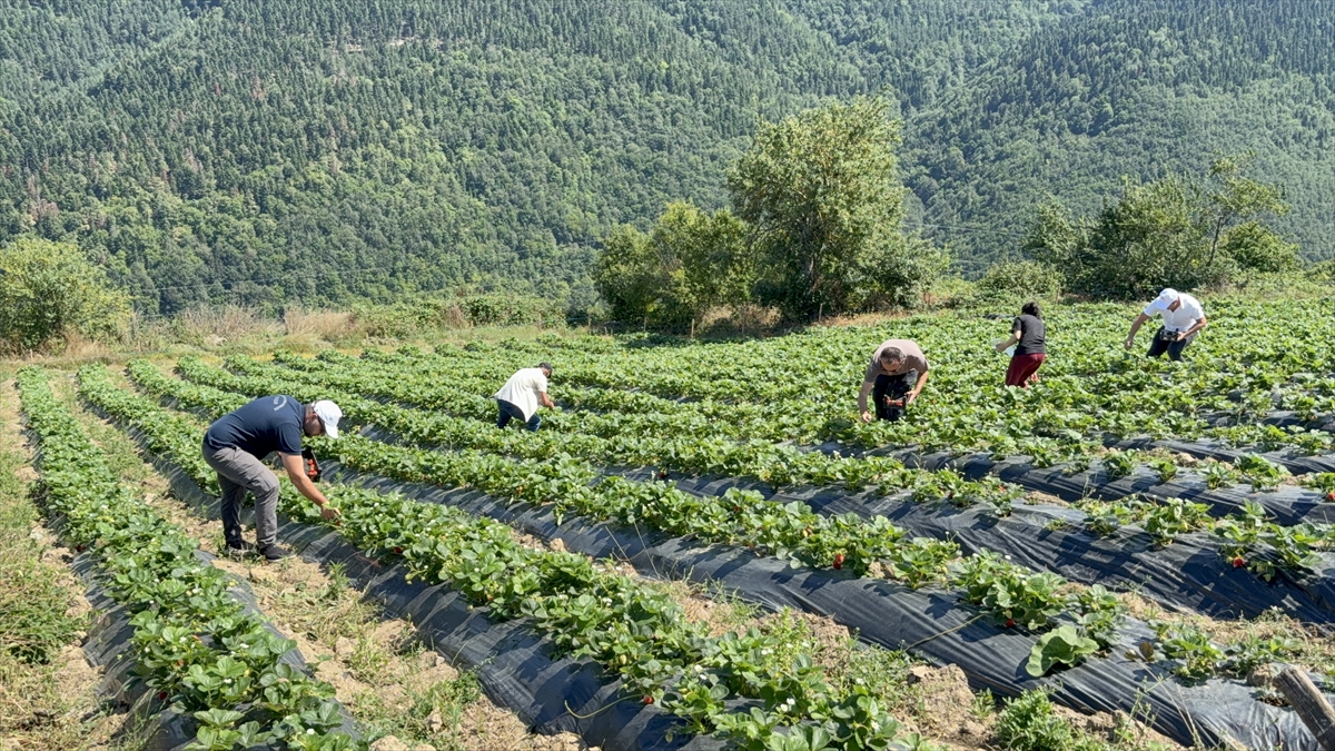 Çiftçi İlhan Güngör: Yüksek rakımda böğürtlen üretimi başarılı