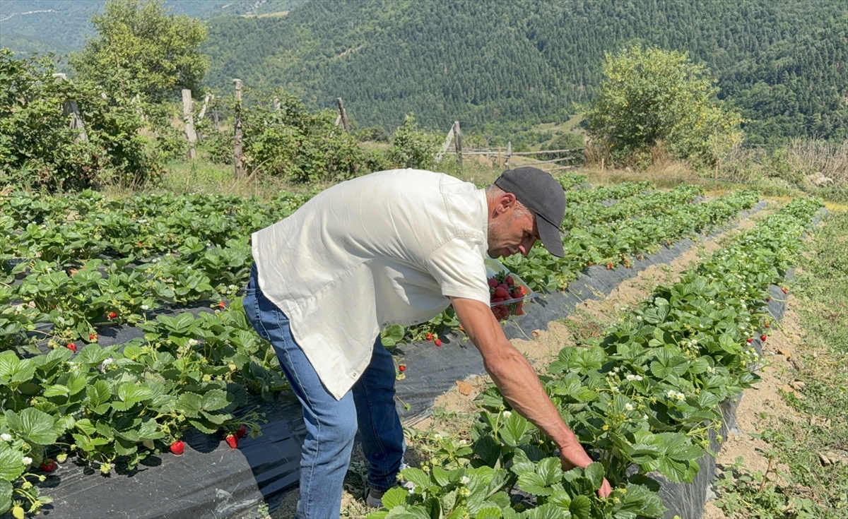 Çiftçi İlhan Güngör: Yüksek rakımda böğürtlen üretimi başarılı