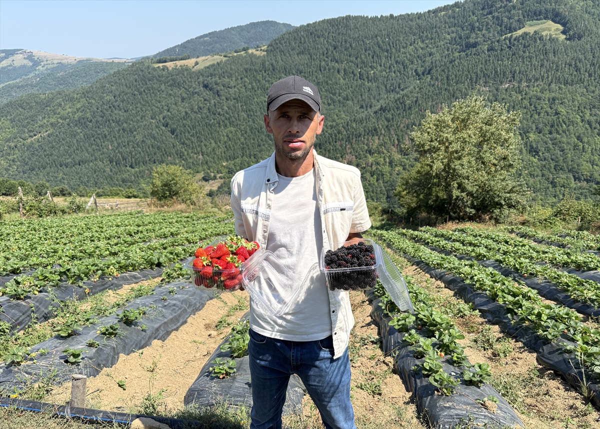 Çiftçi İlhan Güngör: Yüksek rakımda böğürtlen üretimi başarılı