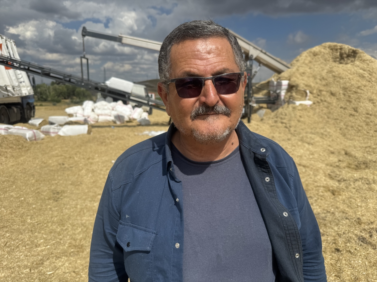 Yozgat'ta saman hasadı: Karadeniz'e sevkiyat başladı