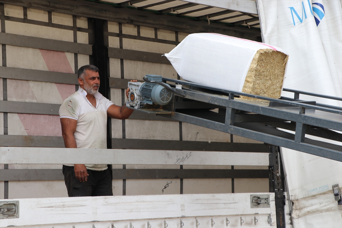Yozgat'ta saman hasadı: Karadeniz'e sevkiyat başladı