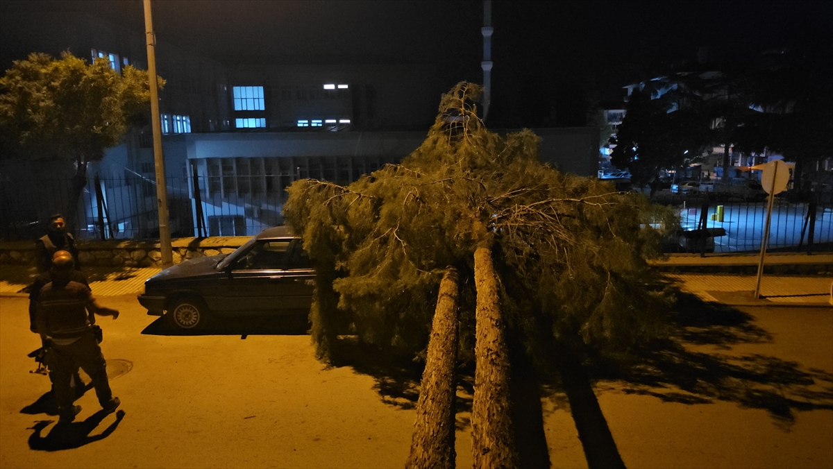 Çorum'da rüzgar devirdi: Çam ağacı park halindeki araçlara zarar verdi