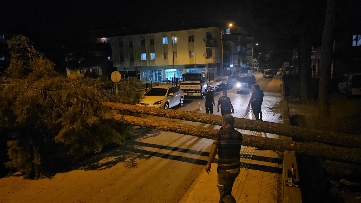 Çorum'da rüzgar devirdi: Çam ağacı park halindeki araçlara zarar verdi