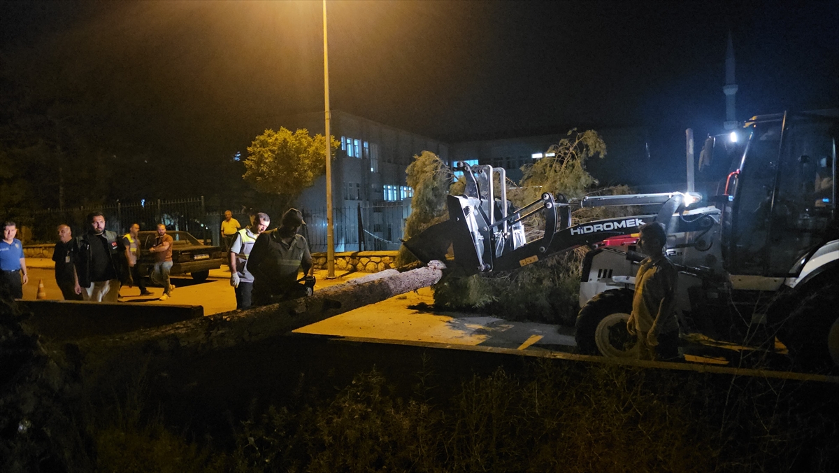 Çorum'da rüzgar devirdi: Çam ağacı park halindeki araçlara zarar verdi