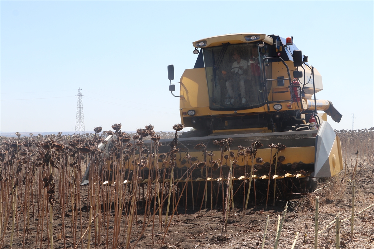 Tekirdağ'da ayçiçeği verimi için yeni ekim dönemi araştırması