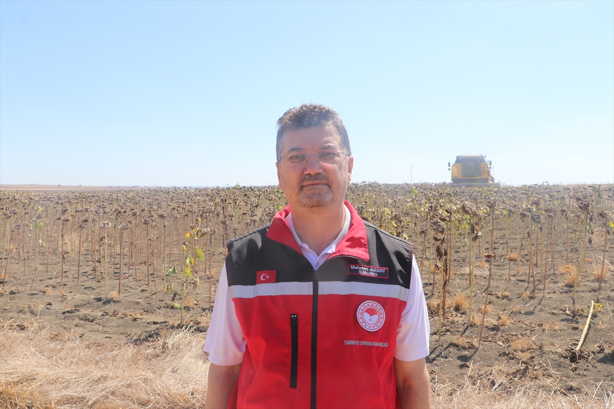 Tekirdağ'da ayçiçeği verimi için yeni ekim dönemi araştırması