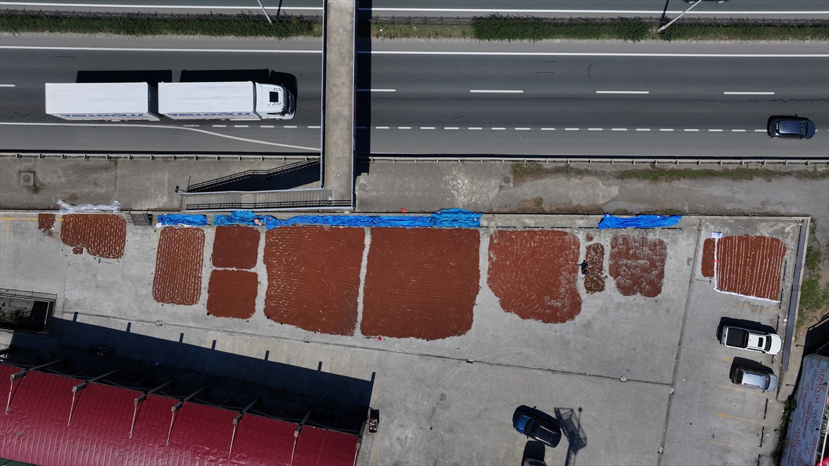 Karadeniz Sahil Yolu'nda fındık kurutma mesaisi başladı