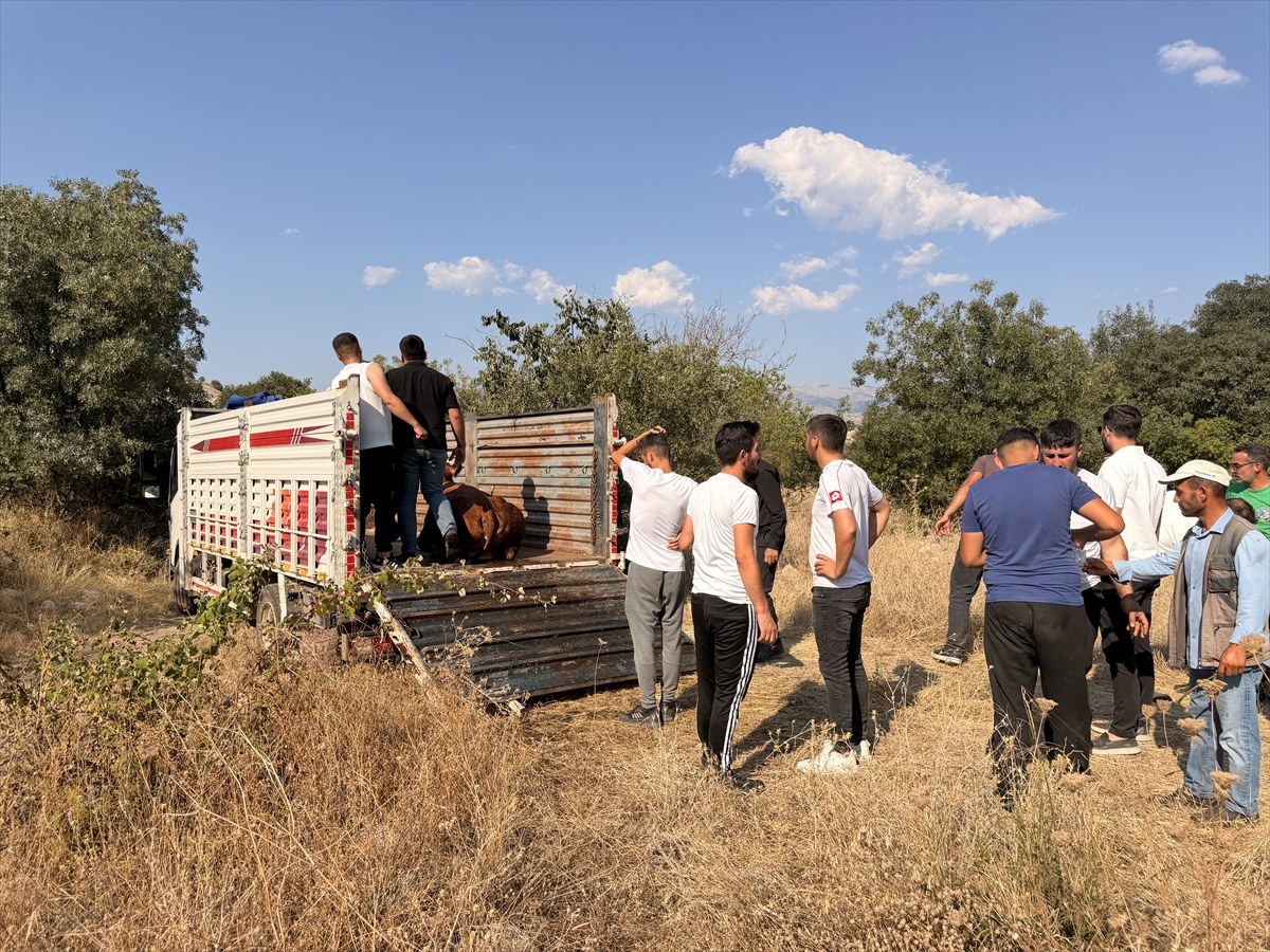 Çorum'da ot yiyen 20 büyükbaş hayvana veteriner müdahalesi