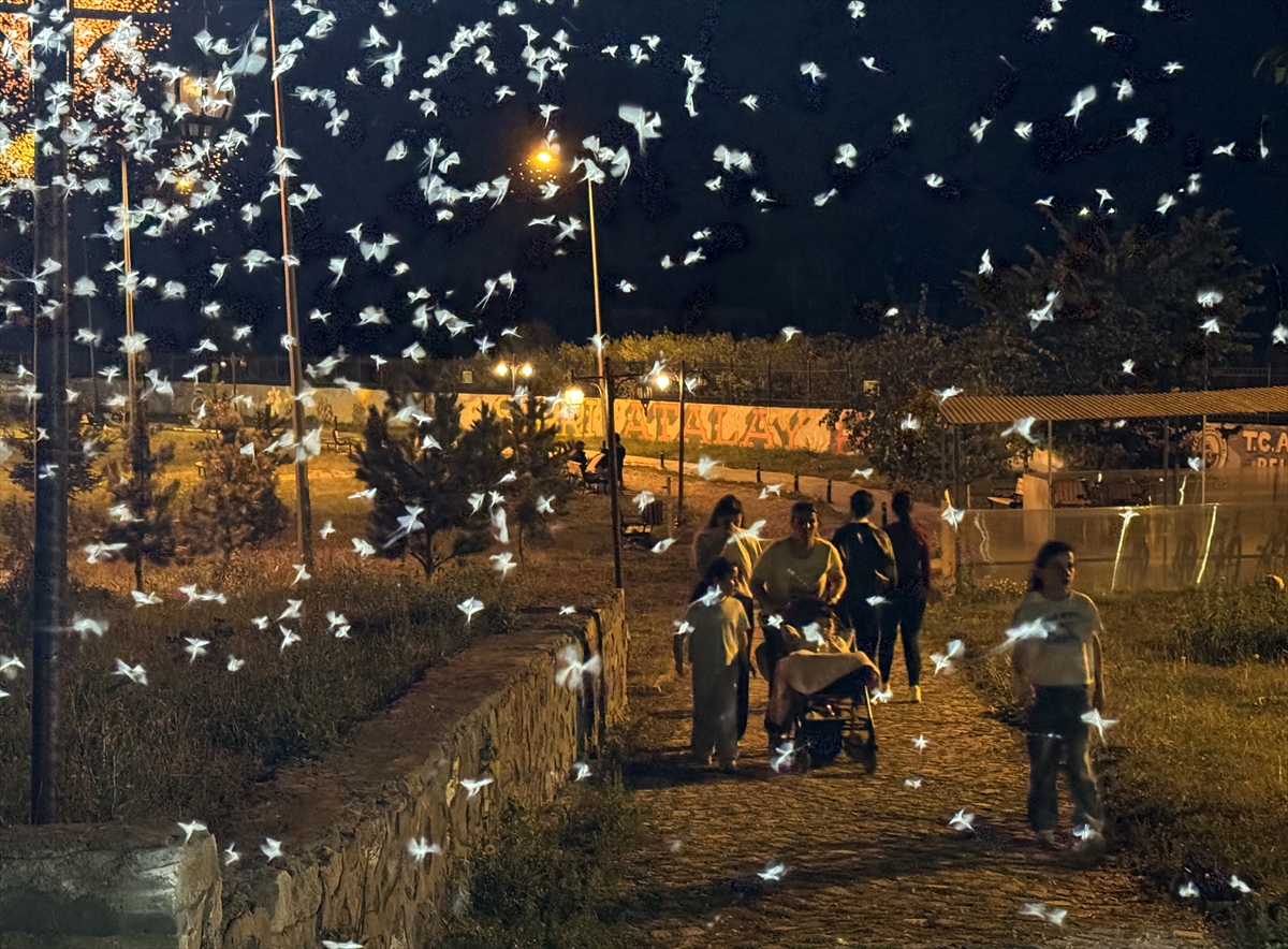 Ardahan'da 'bir günlük' mayıs sineklerinin ölüm dansı başladı