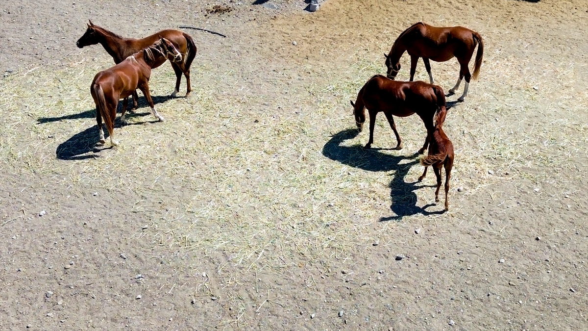 At merakı Yozgat'ta yarış atı yetiştiriciliğine dönüştü