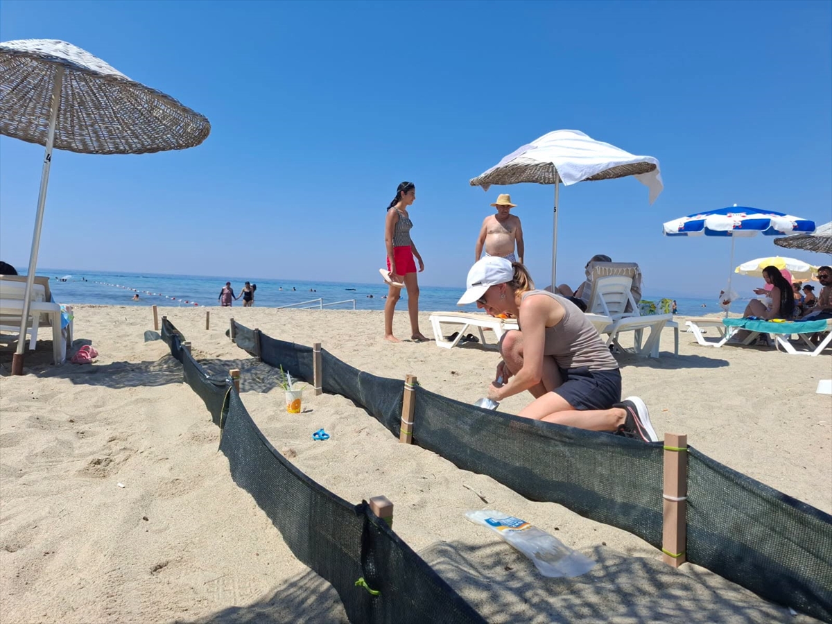 Kuşadası'nda 60 caretta caretta yavrusu denizle buluştu