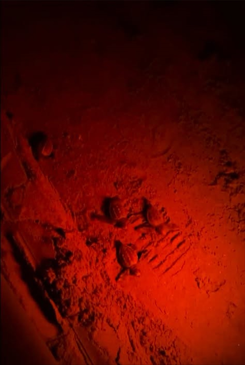 Kuşadası'nda 60 caretta caretta yavrusu denizle buluştu
