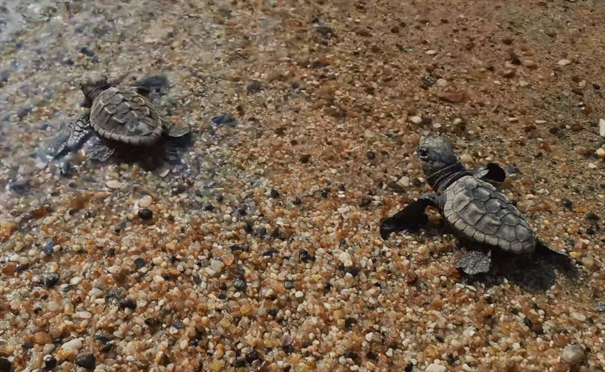 Kuşadası'nda 60 caretta caretta yavrusu denizle buluştu