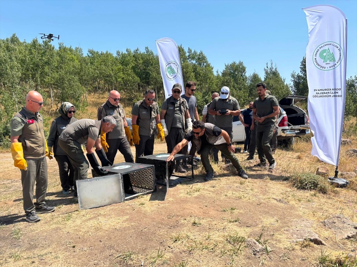 Nemrut Kalderası'nda doğaya salım: Tedavisi biten kuşlar yuvasında