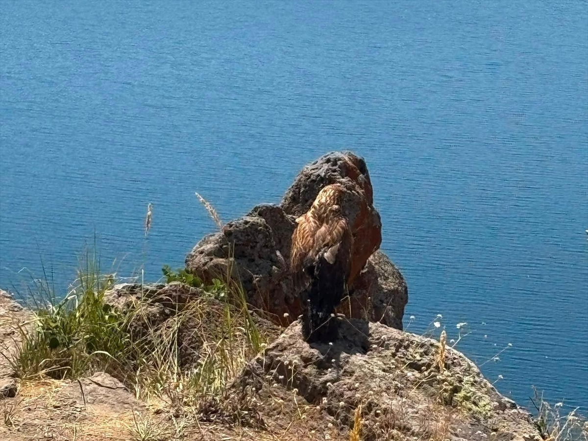 Nemrut Kalderası'nda doğaya salım: Tedavisi biten kuşlar yuvasında