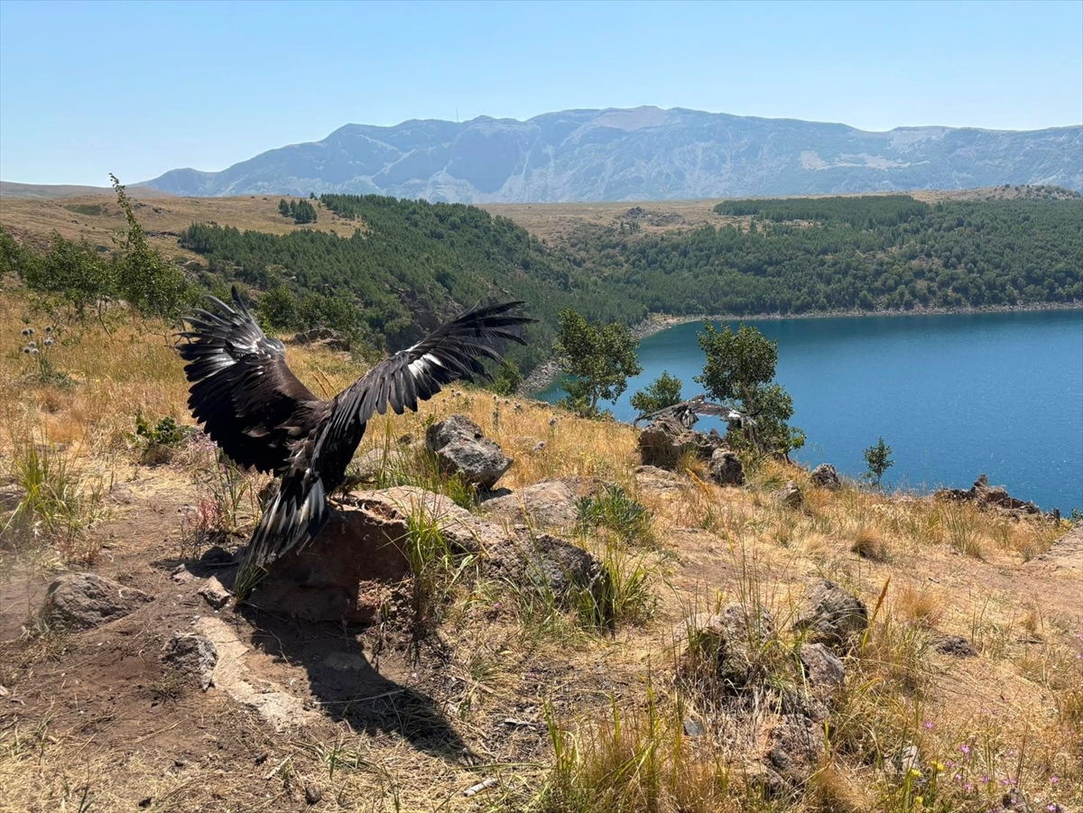 Nemrut Kalderası'nda doğaya salım: Tedavisi biten kuşlar yuvasında