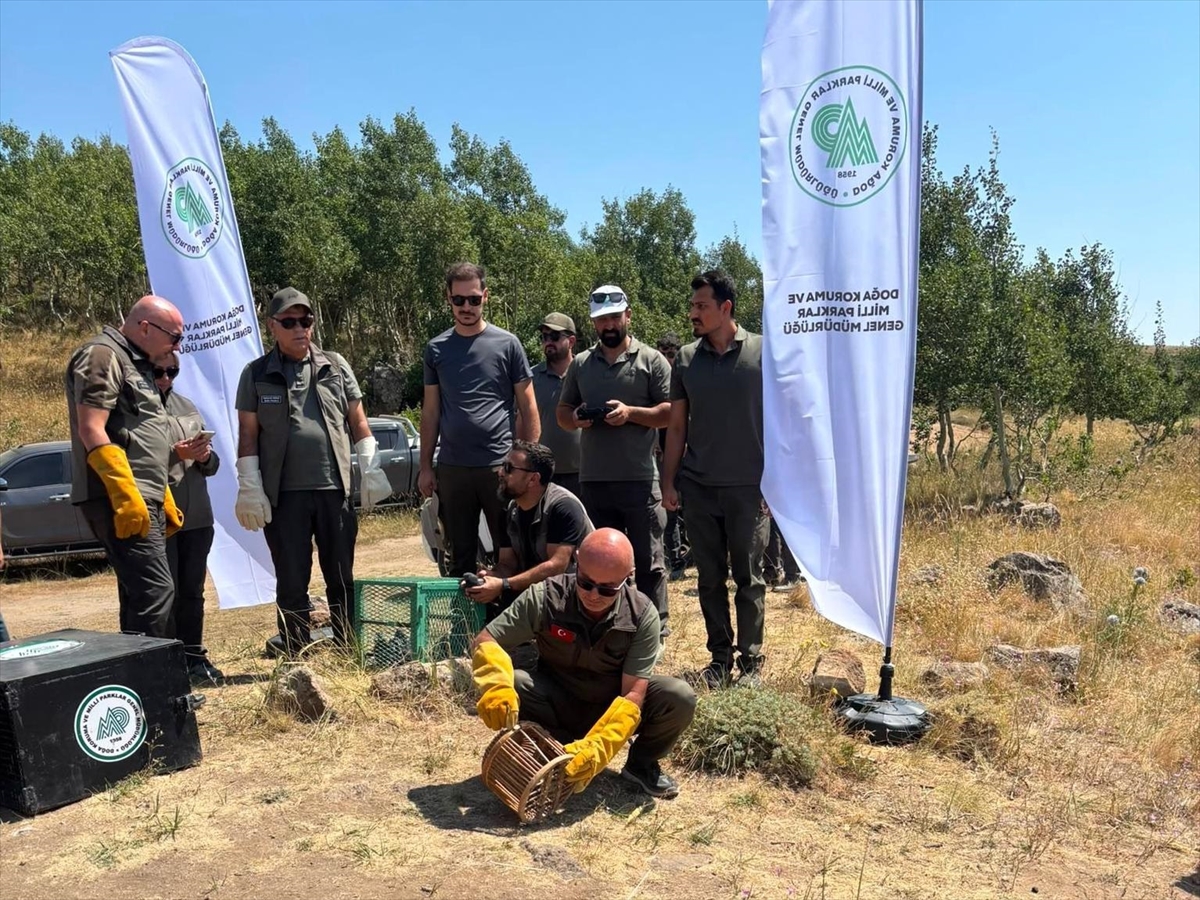 Nemrut Kalderası'nda doğaya salım: Tedavisi biten kuşlar yuvasında
