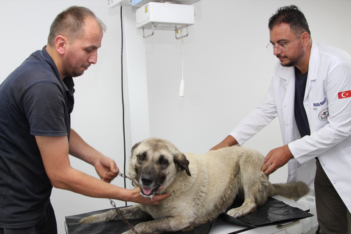 Giresun'da köpeği ezen sürücü yakalandı: Adli süreç başladı