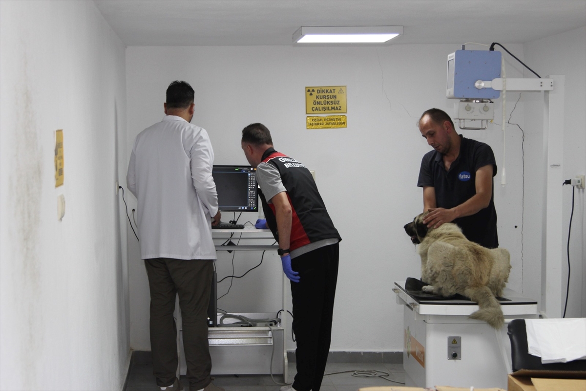 Giresun'da köpeği ezen sürücü yakalandı: Adli süreç başladı