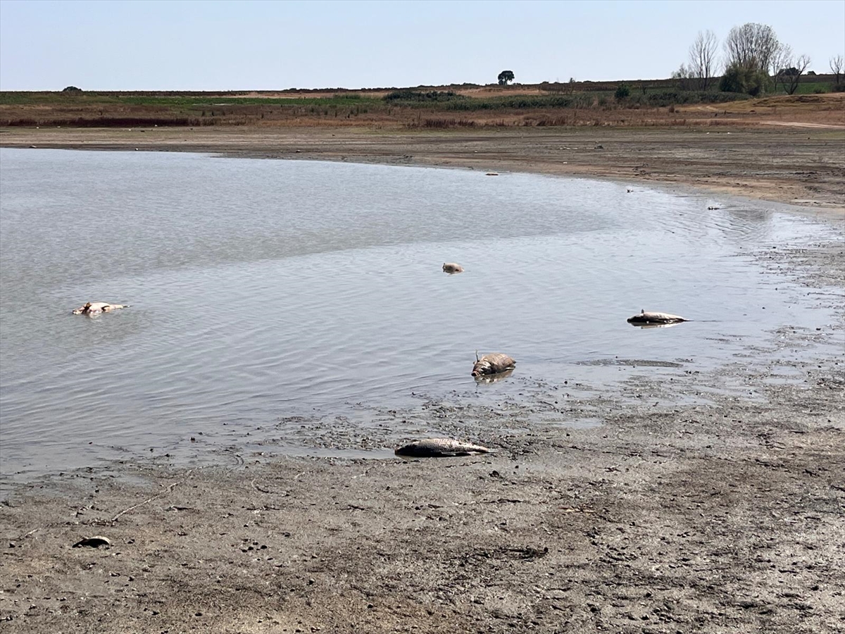 Tekirdağ'da su seviyesi düşen gölette balık ölümleri