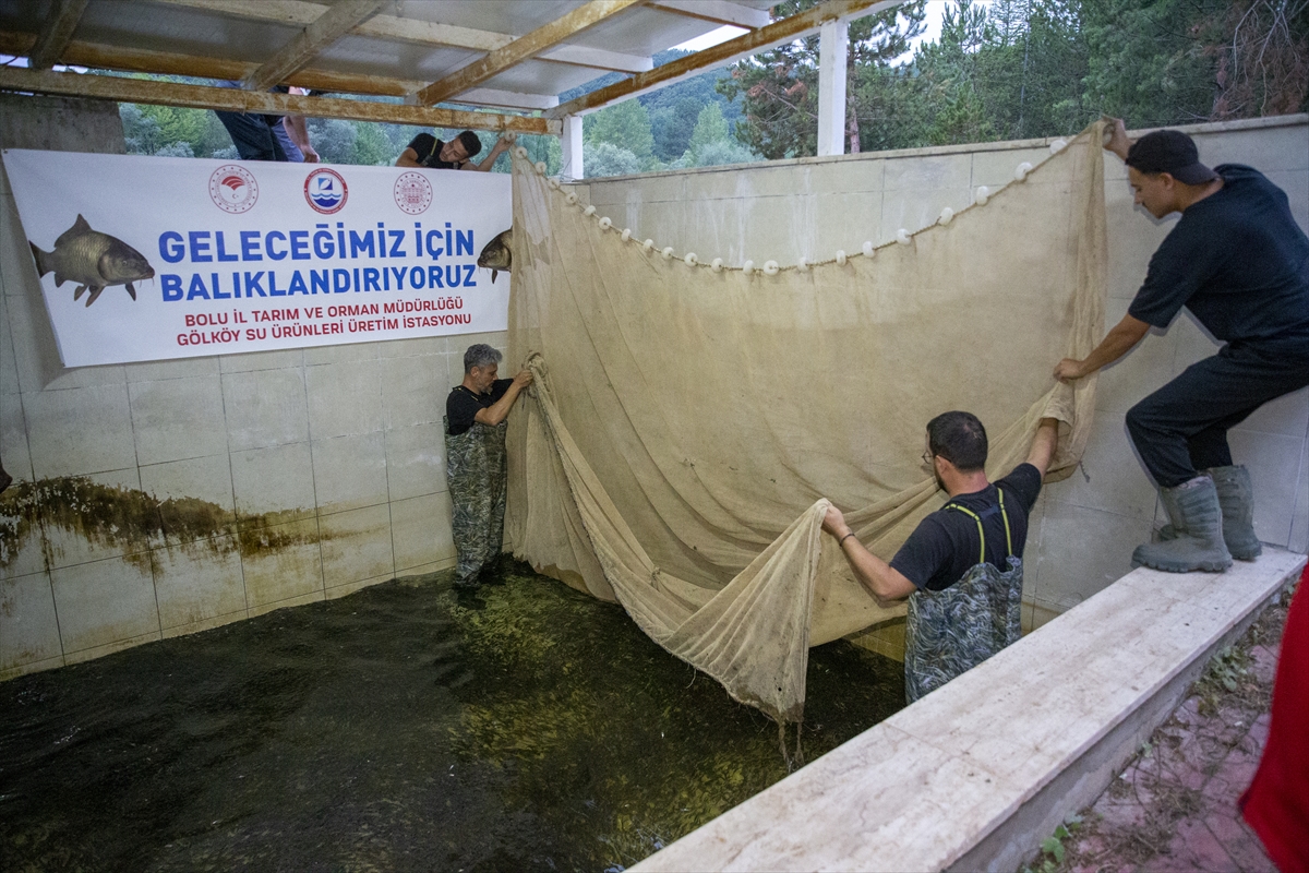 1.2 Milyon Sazan Yavrusu Bolu'dan Ankara Göletlerine Bırakılıyor
