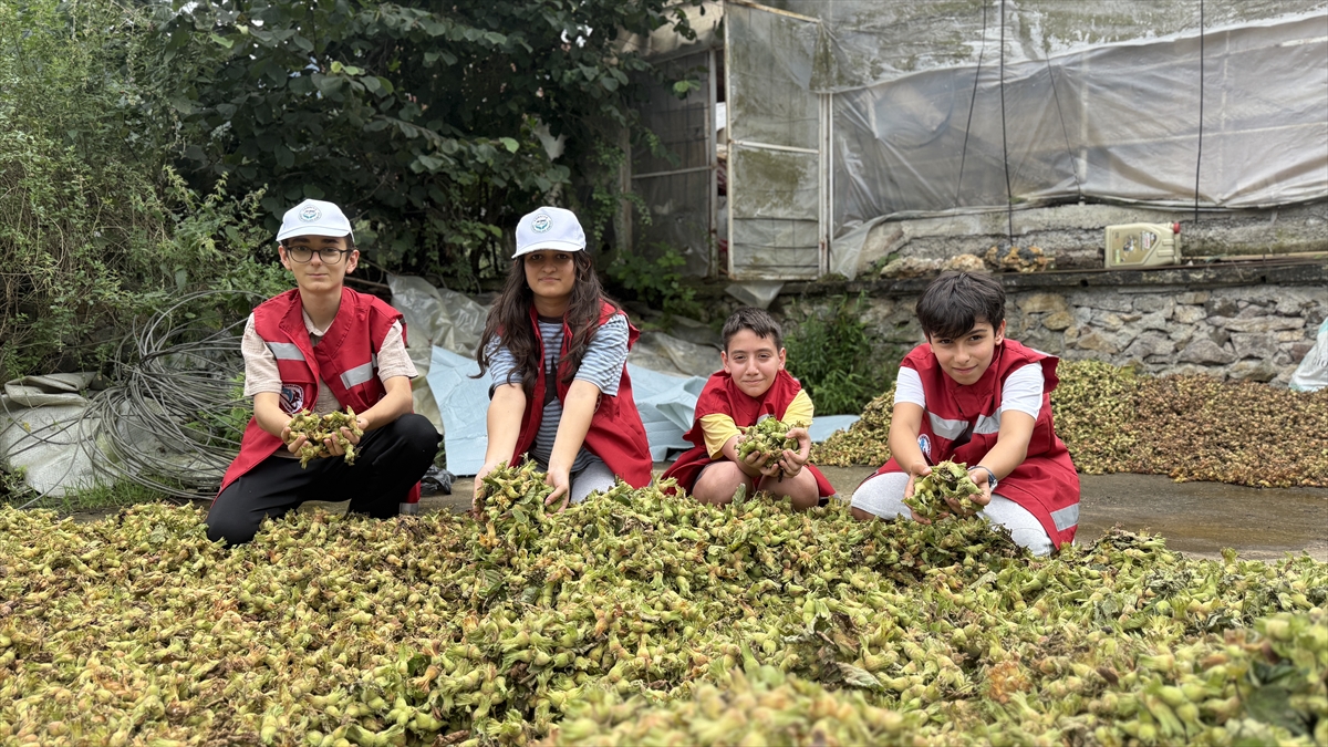 Trabzon'da çocuklar fındık bahçesinde organik tarım öğrendi
