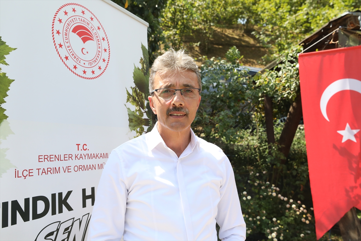 İl Müdürü Asım Baş: Sakarya'da 89 bin ton fındık bekleniyor
