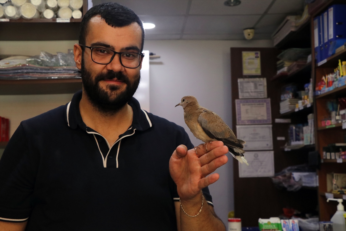 Çankırılı Esnaf Murat Uzun: Tek gözlü kumru Boncuk'a yuva oldu