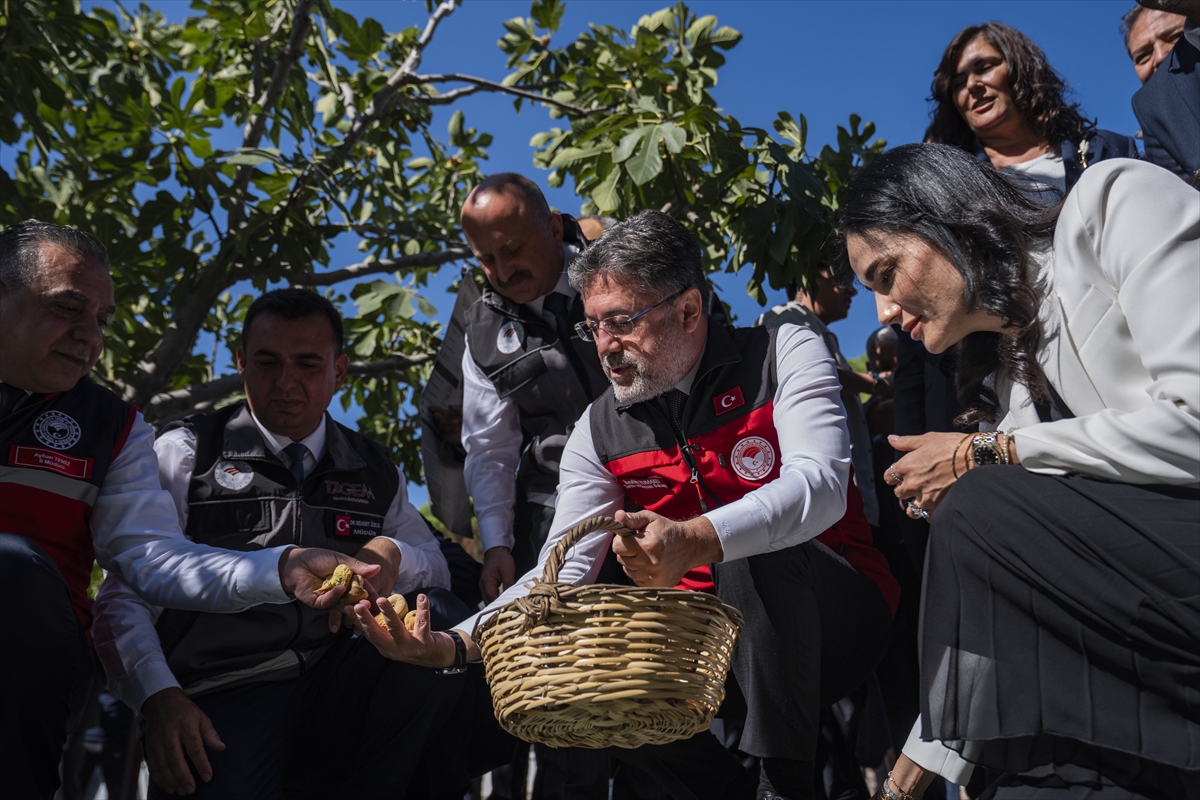 Tarım ve Orman Bakanı Yumaklı, Aydın'da incir hasadında konuştu: