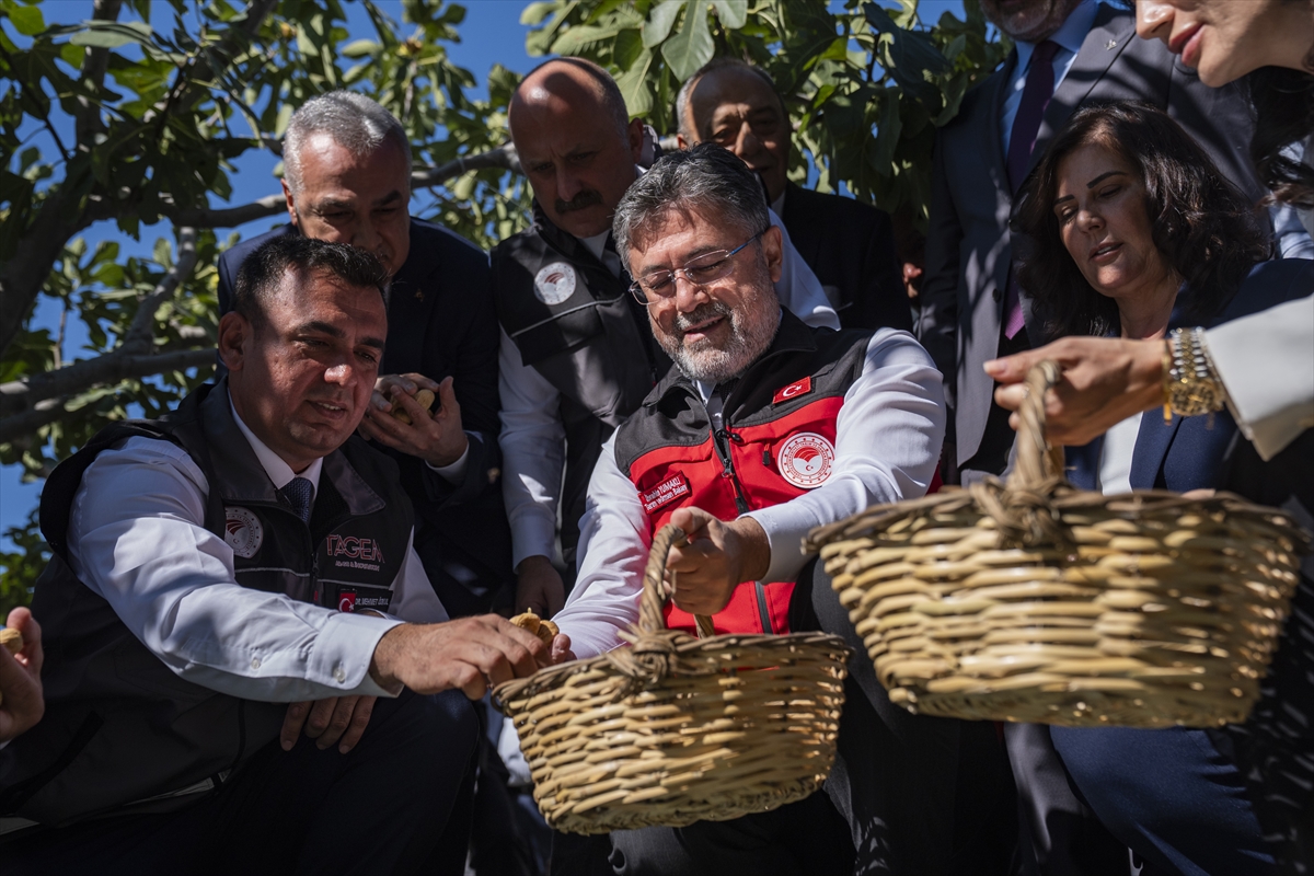 Tarım ve Orman Bakanı Yumaklı, Aydın'da incir hasadında konuştu: