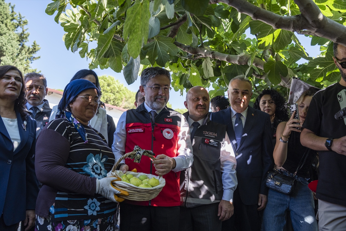 Tarım ve Orman Bakanı Yumaklı, Aydın'da incir hasadında konuştu: